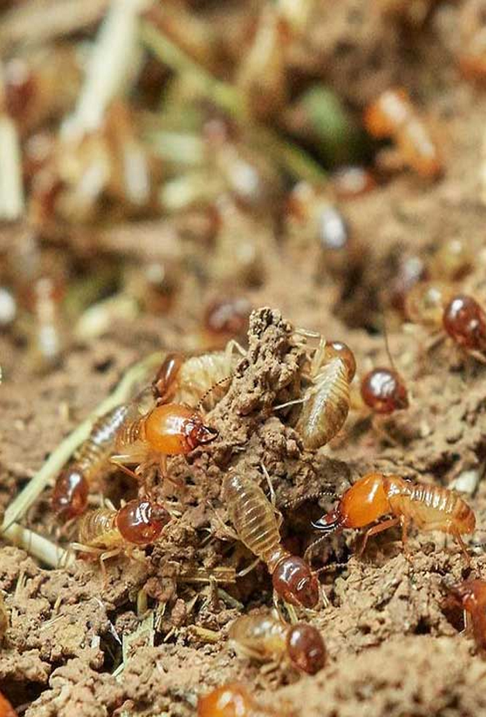 Anti Termite Control Service in Nagpur